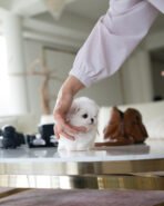 PUFF - FEMALE (PURCHASED by Lee) - Image 4