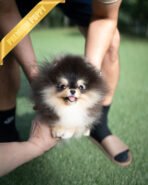 ONYX - MALE (PURCHASED by MARTYNA)