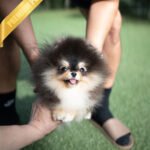 ONYX - MALE (PURCHASED by MARTYNA)