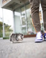 DIAMOND - FEMALE (PURCHASED by KURDI) - Image 3