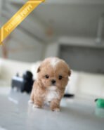 OWEN - MALE (PURCHASED by GERADO) - Image 3