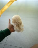 LENNY - MALE (PURCHASED by RACHEL) - Image 4