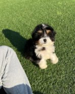 KOBE - MALE (PURCHASED by ESTEFANIA) - Image 3