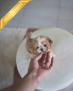 EWAN - MALE (PURCHASED by JEET) - Image 2