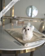 BENTLEY - MALE (PURCHASED by LILLIAN) - Image 3