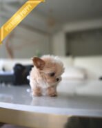 BOGART - MALE (PURCHASED by DAISY) - Image 3