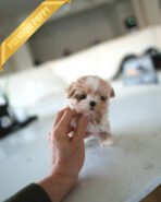 LALA - FEMALE (PURCHASED by LISA) - Image 2