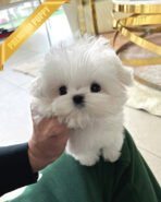 GRACE - FEMALE (PURCHASED by SHANNON) - Image 2