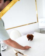 VELVET - FEMALE (PURCHASED by ARMANDINA) - Image 4