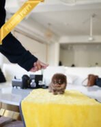 LYON - MALE (PURCHASED by EVI) - Image 5