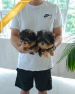 STELLA & COOPER - FEMALE & MALE - Image 3