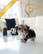 BUSTER - MALE (PURCHASED by ANN)