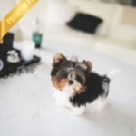 NICO - MALE (PURCHASED by ALINE)