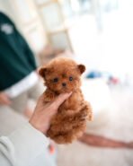 HENRI - MALE (PURCHASED by ALEXANDRA) - Image 2