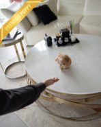 AUSTIN - MALE (PURCHASED by HIEP) - Image 5