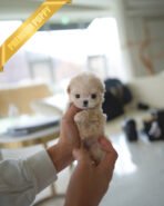 CHLOE - FEMALE (PURCHASED by DAVID) - Image 4