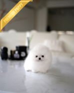 SNOW WHITE - FEMALE (PURCHASED by BLANCA)