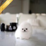 SNOW WHITE - FEMALE (PURCHASED by BLANCA)