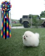 KYLE - MALE (PURCHASED by DIANA) - Image 3