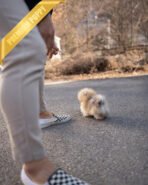 FERGUS - MALE (PURCHASED by CHARLES) - Image 6