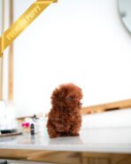 ARLO - MALE (PURCHASED by SARAH) - Image 5