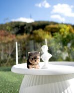 TOTO - MALE (PURCHASED by TOM) - Image 3