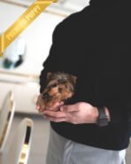 KOFI - MALE (PURCHASED by ANDEE) - Image 3