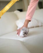 ENVI - MALE (PURCHASED by CLAUDIA) - Image 5