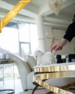 REX - MALE (PURCHASED by KIMBERLY) - Image 4