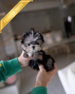 CELINE - FEMALE (PURCHASED by MELISSA)