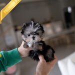 CELINE - FEMALE (PURCHASED by MELISSA)