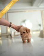 LYRA - FEMALE (PURCHASED by JENNIFER) - Image 4