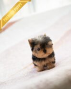 PIPER - MALE (PURCHASED by KELVIN)