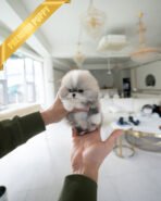 DORAEMON - MALE (PURCHASED by ANONYMITY)