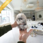 DORAEMON - MALE (PURCHASED by ANONYMITY)