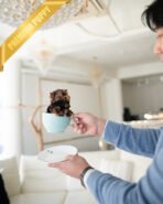 KOFI - MALE (PURCHASED by TAMARA) - Image 4