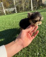 TOBY - MALE (PURCHASED by TESSA) - Image 7