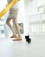 ROCKO - MALE (PURCHASED by VICKIE) - Image 6