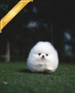 TAYLOR - MALE (PURCHASED by NICOLE)