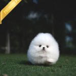 TAYLOR - MALE (PURCHASED by NICOLE)