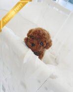 MONTY - MALE (PURCHASED by TAMARA)