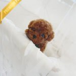 MONTY - MALE (PURCHASED by TAMARA)