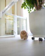 HERSHEY - MALE (PURCHASED by SABRINA) - Image 4