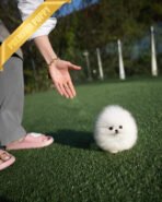 TAYLOR - FEMALE (PURCHASED by JESSICA) - Image 3