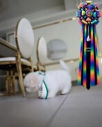 BLANCA - MALE (PURCHASED by LISA) - Image 5