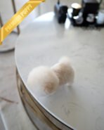 BOO - MALE (PURCHASED by MICHAEL) - Image 5