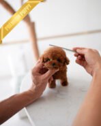 JACK - MALE (PURCHASED by TELLI) - Image 3