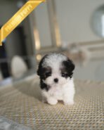 GIGI - FEMALE (PURCHASED by RIKKI) - Image 2