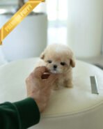 LENNY - MALE (PURCHASED by RACHEL)