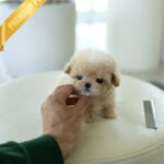 LENNY - MALE (PURCHASED by RACHEL)